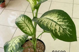 Large Dieffenbachia Plants