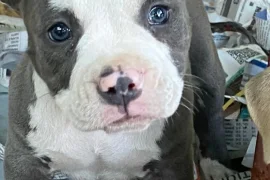 AMERICAN BULLY MALE PUP AVAILABLE
