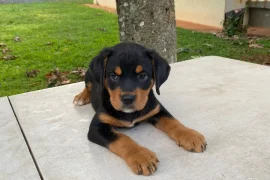 Rottweiler/Springer mix puppies or sale